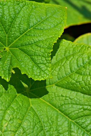 Cucumber leaves close-up. Nice background.の写真素材