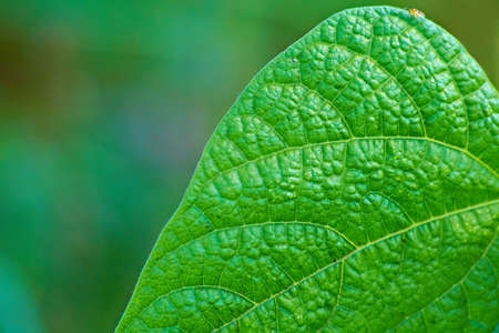 Leaf of plant closeup. Nice background.の写真素材