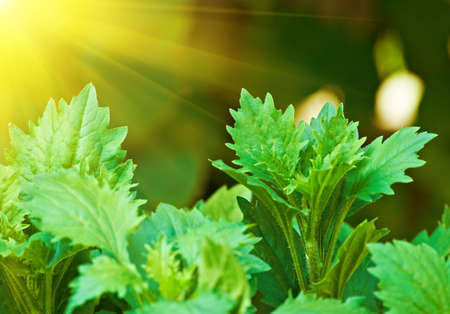 leaves of plants, bright sun-litの写真素材