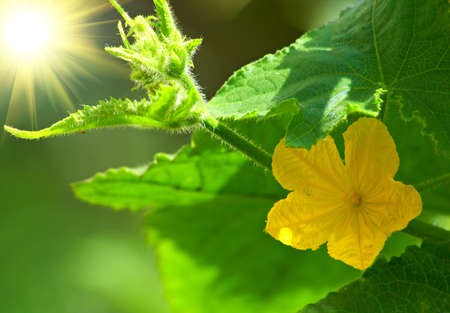 Cucumber leaves and flower closeup. Shallow DOF.の写真素材