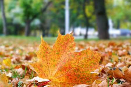 Fallen leaves in autumn. Shallow DOF.の写真素材