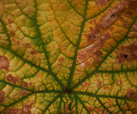 yellow elm leaf as a background on the topic of the coming of autumn