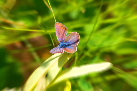 butterfly on the leaves of the plants in a hot dayの写真素材