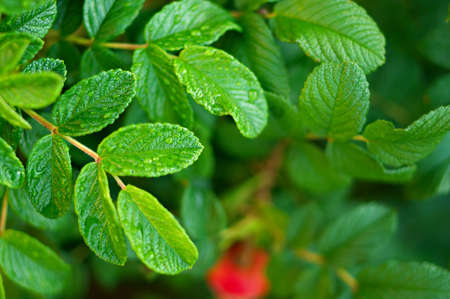 wet wild rose bush after rainの写真素材
