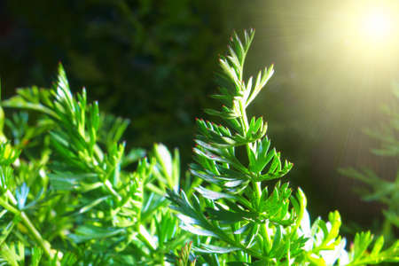 Green grass. Nice background on the topic of the season. の写真素材