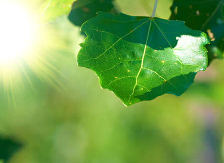 Beautiful leaves of tree and bright sunshine. Shallow DOF. の写真素材