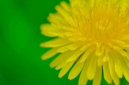 Yellow dandelion on a green background. Very beautiful optical blur in the shallow DOF zone.の写真素材