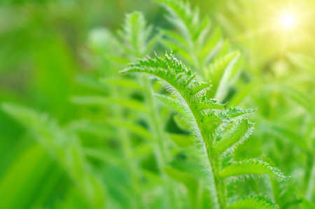 green leaves of plants during the summer periodの写真素材