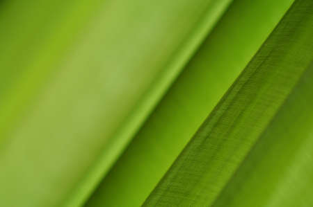 abstract green background with a beautiful clothの写真素材