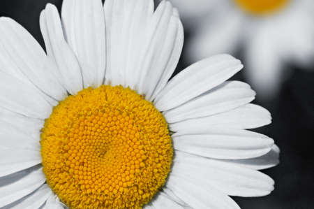 White chamomiles on a black background. Shallow DOF photo.の写真素材