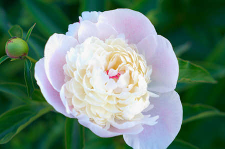 Large beautiful pink peony. Shallow DOF photo.の写真素材