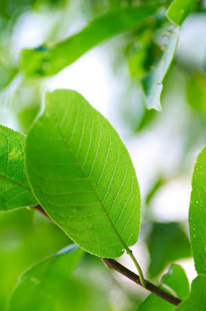 Green leaves in summer. Shallow DOF.の写真素材