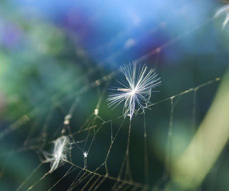 Details of nature on which every drew attention. Nice backgroundの写真素材