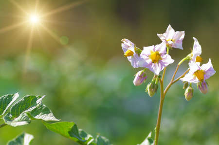 flowering bush potatoes, sunlit. Beautiful natural details.の写真素材