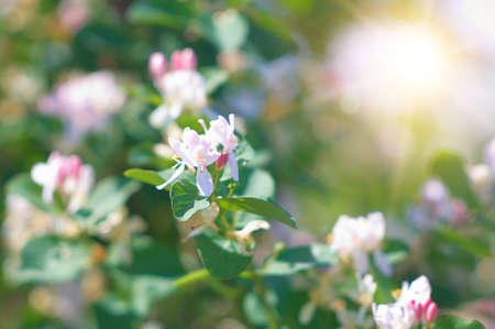 Jasmine flowers. Nice background on the subject of seasonal differences.の写真素材