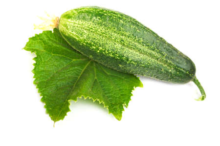 Ripe cucumber on a green leaf. Very appetizing picture.の写真素材