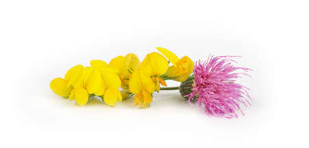 Bright beautiful flowers on a white background. Isolation on white.の写真素材