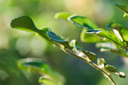 Leaves of bushes closeup. Very nice background on the theme of nature.