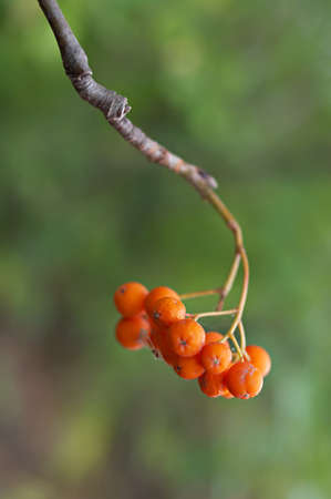 Ash branches with ripe berries. Shallow DOF.の写真素材
