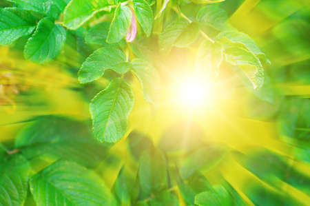 The sun, whose rays shine through the bush with green leavesの写真素材