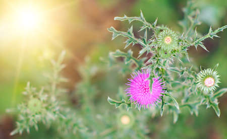 Pink flower of thorn close-up. Shallow DOF.の写真素材