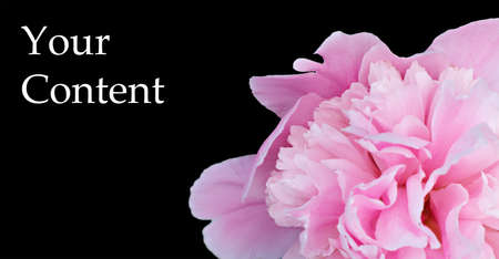 Blooming peony on black background. Very beautiful picture for your background.の写真素材