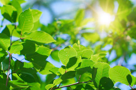 Tree leaves in the sunlight. Bright picture on the theme of seasonal vegetation.の写真素材