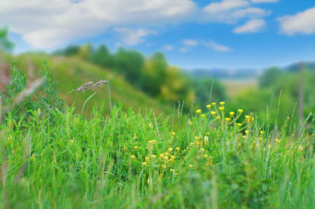 green grass against the blue sky. nice backgroundの写真素材