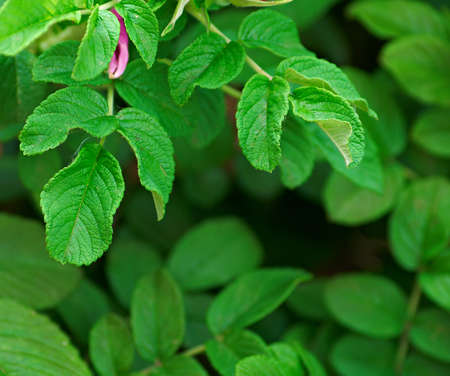 Leaves of wild rose in the summer season. Bright colors and beautiful leaves.の写真素材