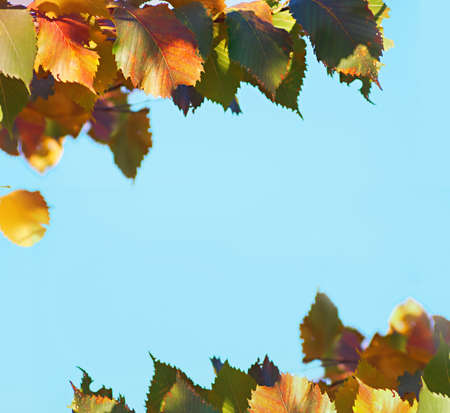 Beautiful tree branches against a blue background. Shallow DOF.