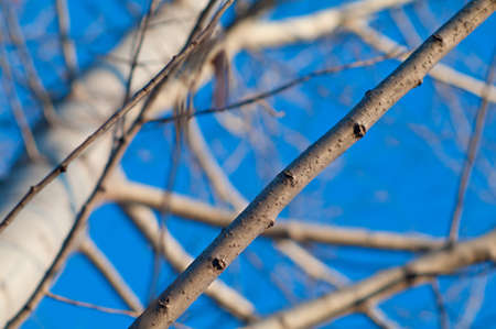 Beautiful background with a large tree. Type upward toward the sky.の写真素材