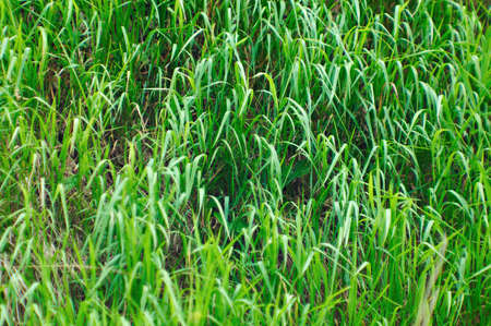 green leaves of plants during the summer period. Grass background.