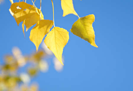 Yellow leaves on the trees in autumn. Very beautiful, natural colors.の写真素材
