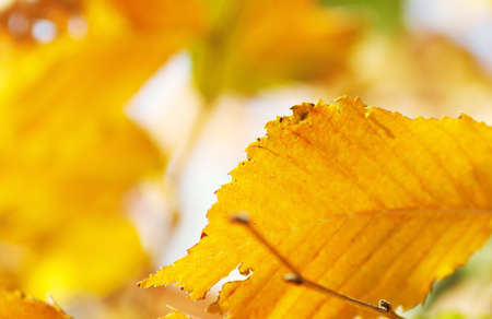 Beautiful background of yellow autumn leaves. Shallow depth of focus.