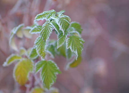 Raspberry leaves covered with frost. Very beautiful picture on the theme of seasonal and weather...