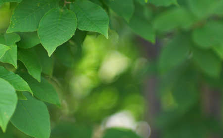 Beautiful tree branches against a background of vegetation. Shallow DOF.の写真素材