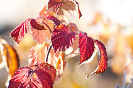 Covered with frost raspberry leaves. Very nice background on the topic of weather and season. Shallow DOF.の写真素材
