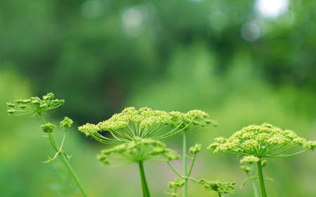 Large shrubs dill on the background of green trees. Very nice wallpaper.の写真素材