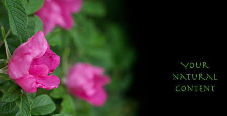 Wild rose flower during the summer bloom. Black area for you content.の写真素材