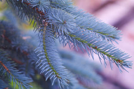 Brightly prickly branches of a blue fur-tree. Closeup. Shallow DOF.