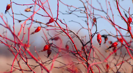 Beautiful background with the branches of wildrose by the closeupの写真素材