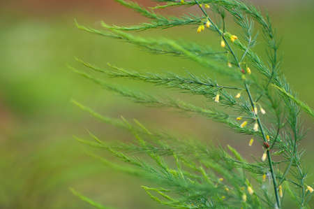 Beautiful backdrop with a plant in the foreground. The striking green background.