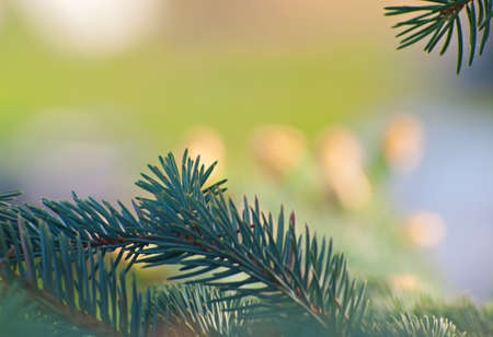 Beautiful blue spruce-up shots. Natural background.の写真素材