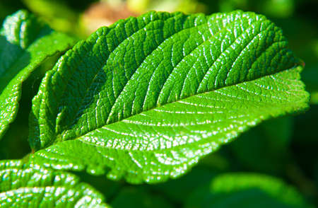 Leaves of bushes by closeup. Beautiful natural background of green color.