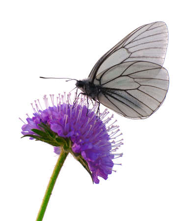 White butterfly の写真素材