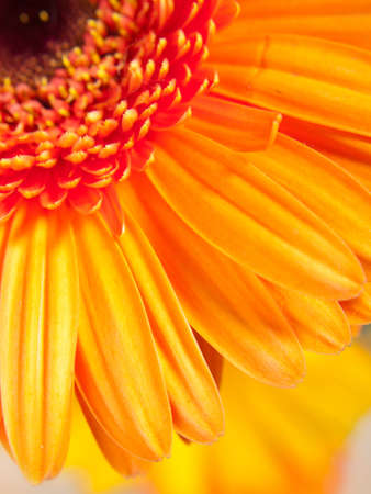 Gerber closeup. Bright flowers, symbolizing the colors of summer.の写真素材