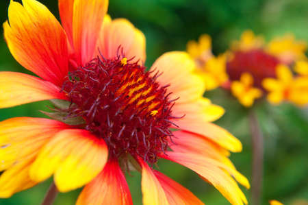 Beautiful red and yellow flower close up. Summer theme.の写真素材
