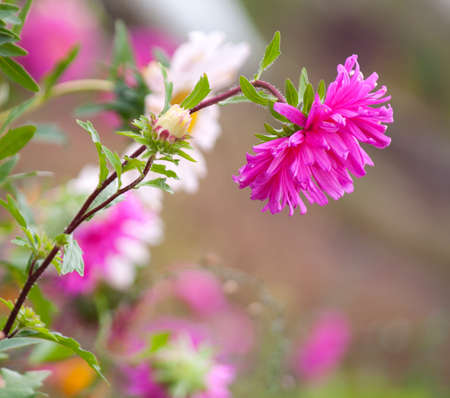 Beautiful blooming asters. Shallow DOF.の写真素材