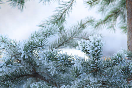 Pine tree in winter closeup. Christmas theme.の写真素材