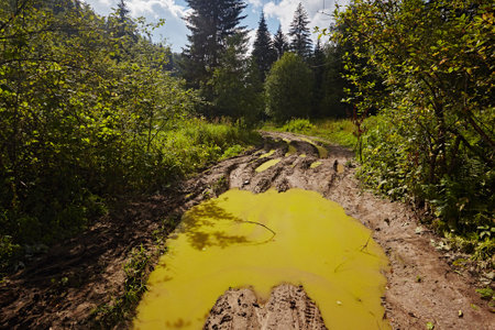 Mud road with puddles in the forest
